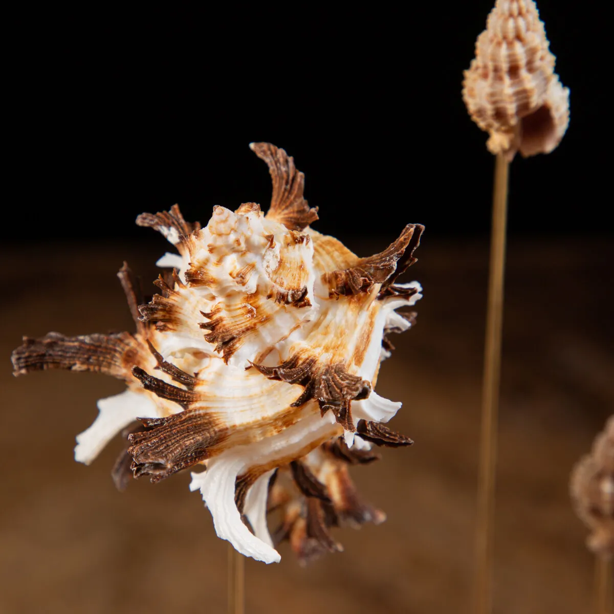 Conchiglie Hexaplex Cichoreum sotto Campana di Vetro