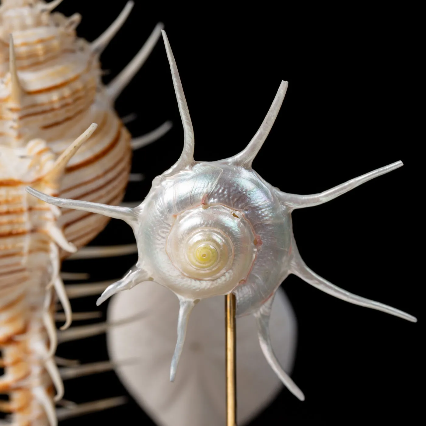 Murex Pecten sotto Campana di Vetro