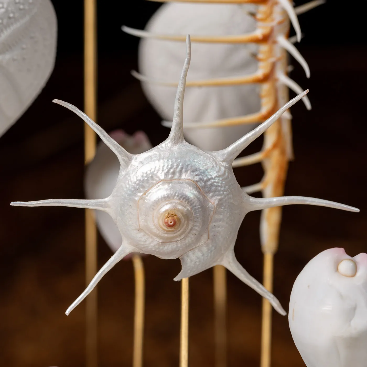 Murex Pecten sotto Campana di Vetro