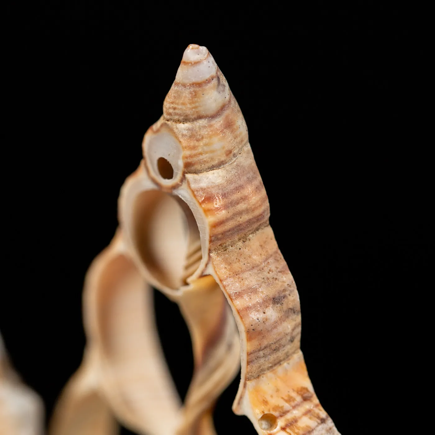 Conchiglie sezionate sotto Campana di Vetro