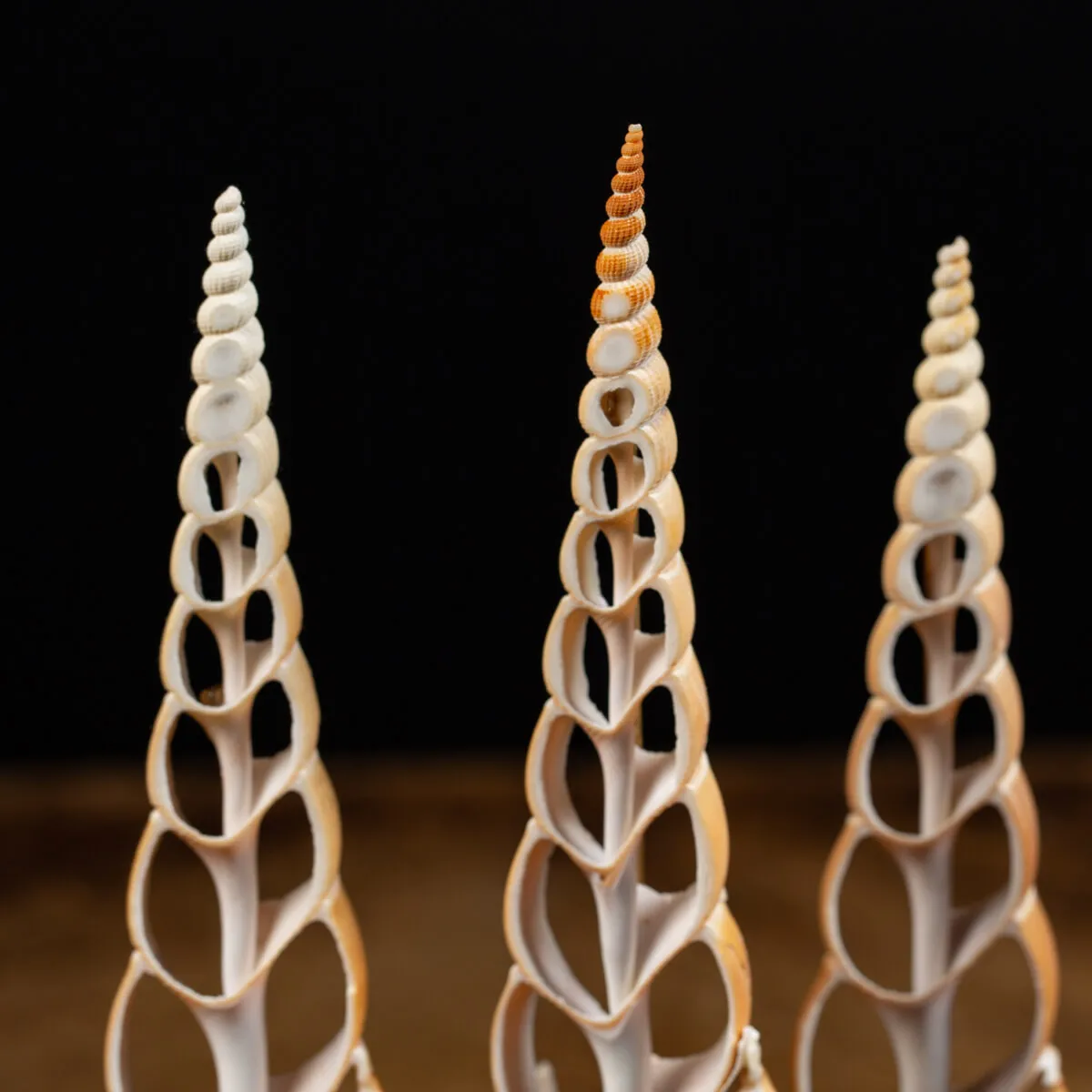 Conchiglie Tibia Fusus sotto Campana di Vetro