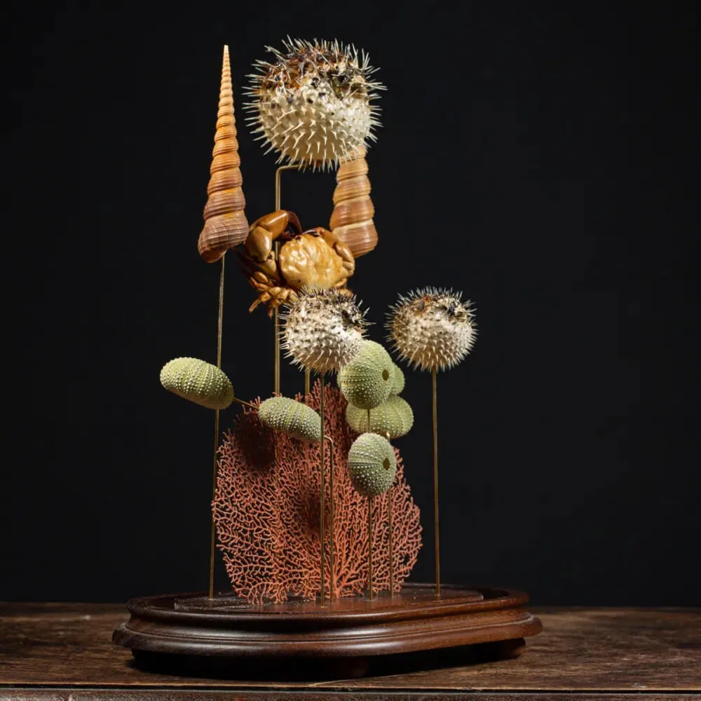 Composizione Marina sotto Campana di Vetro – Stile Wunderkammer.