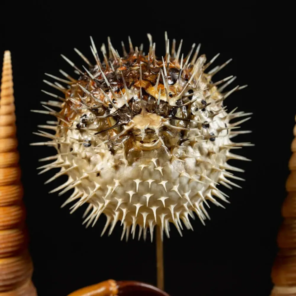 Composizione Marina sotto Campana di Vetro – Stile Wunderkammer.