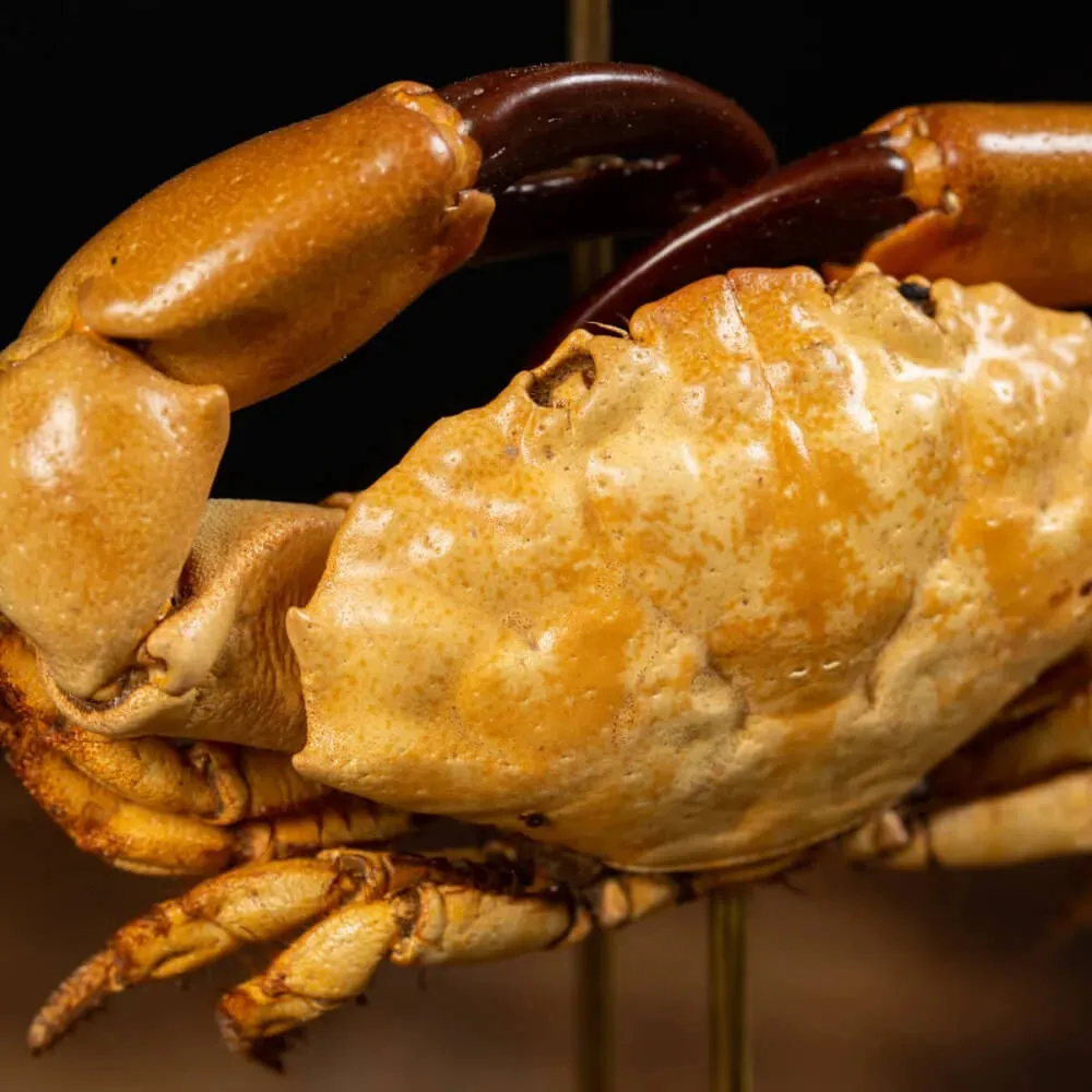 Composizione Marina sotto Campana di Vetro – Stile Wunderkammer.