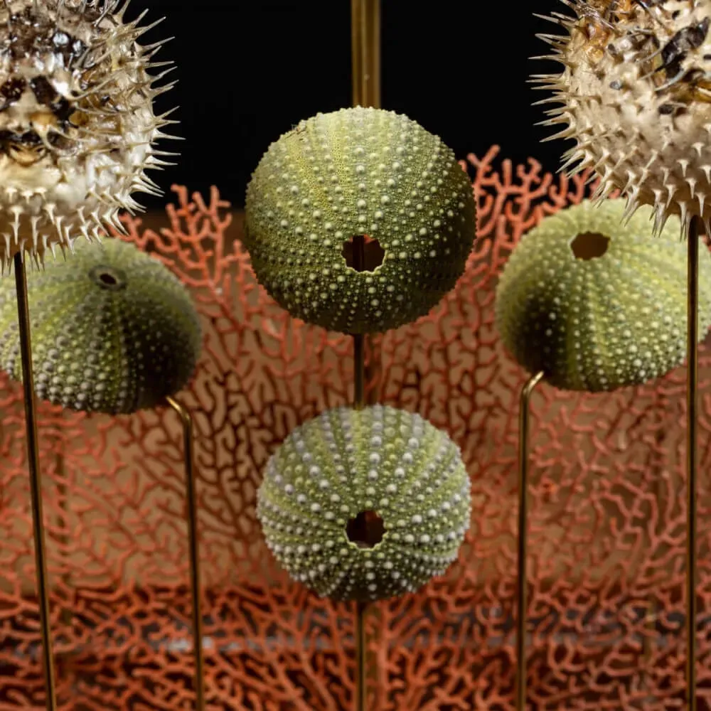 Composizione Marina sotto Campana di Vetro – Stile Wunderkammer.