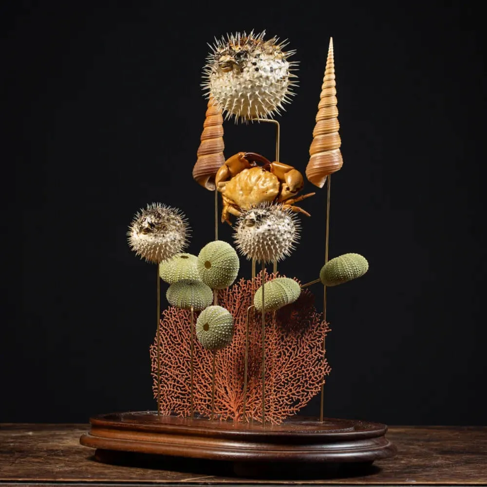 Composizione Marina sotto Campana di Vetro – Stile Wunderkammer.