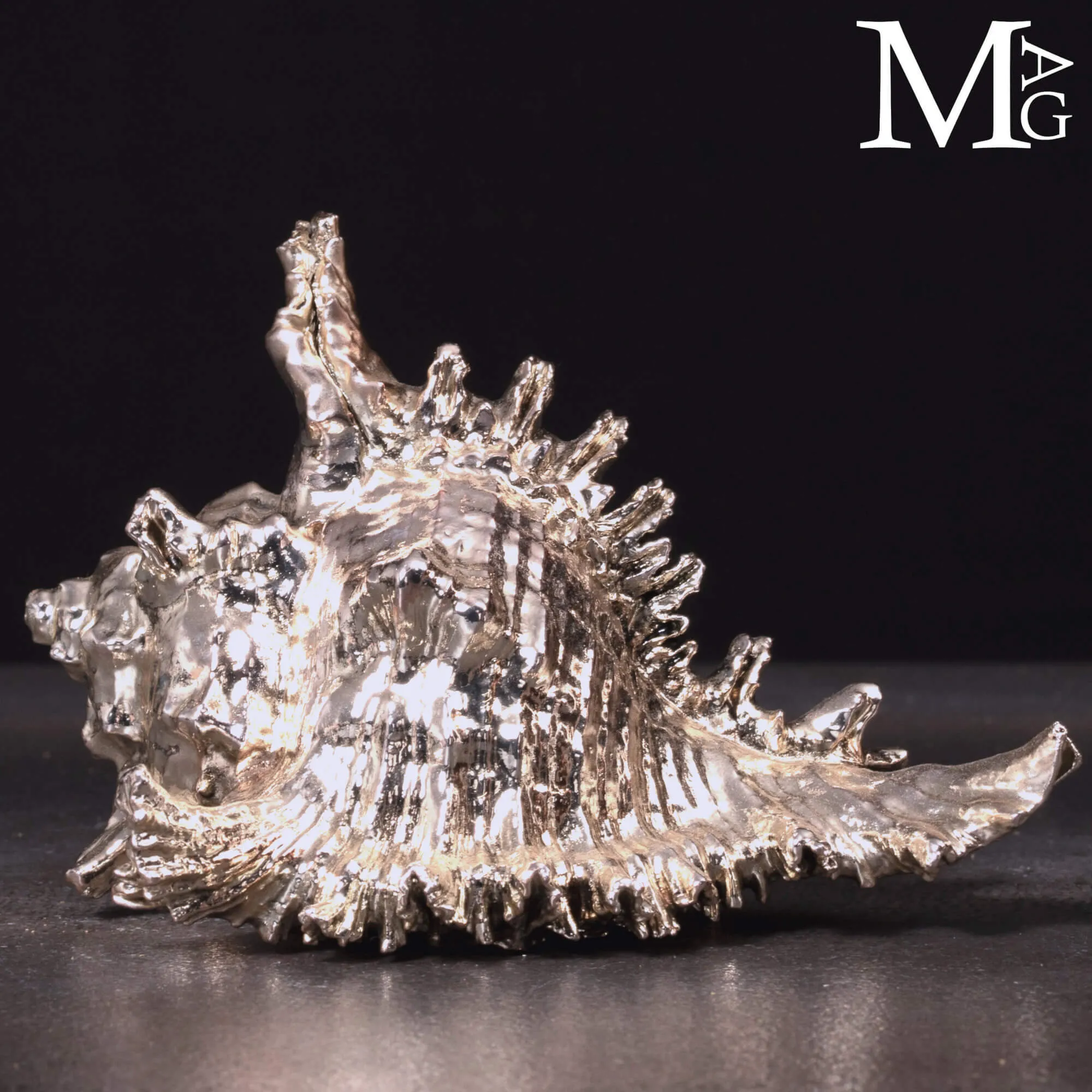 Conchiglia naturale Murex Ramosus con bagno galvanico in argento.