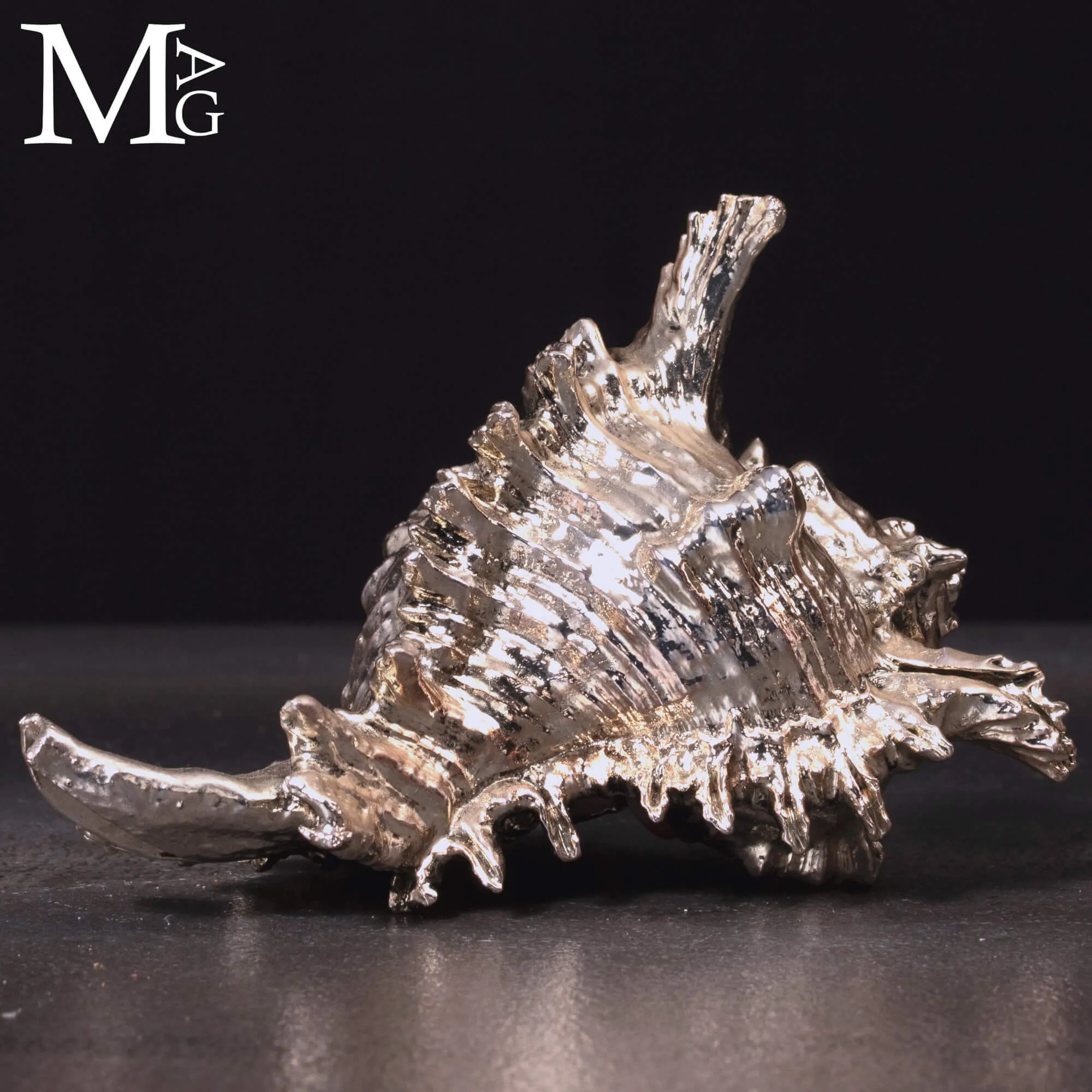Conchiglia naturale Murex Ramosus con bagno galvanico in argento.