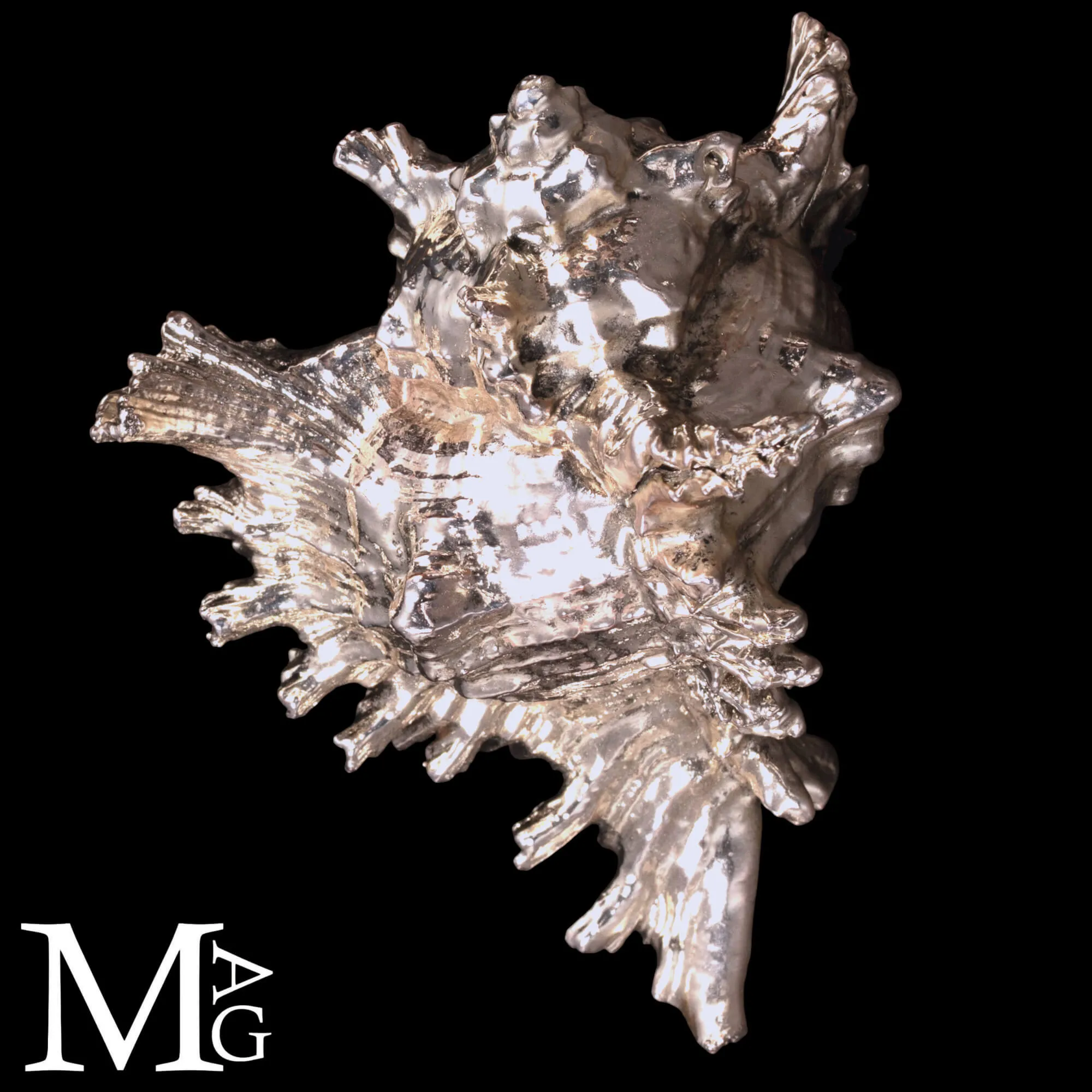 Conchiglia naturale Murex Ramosus con bagno galvanico in argento.