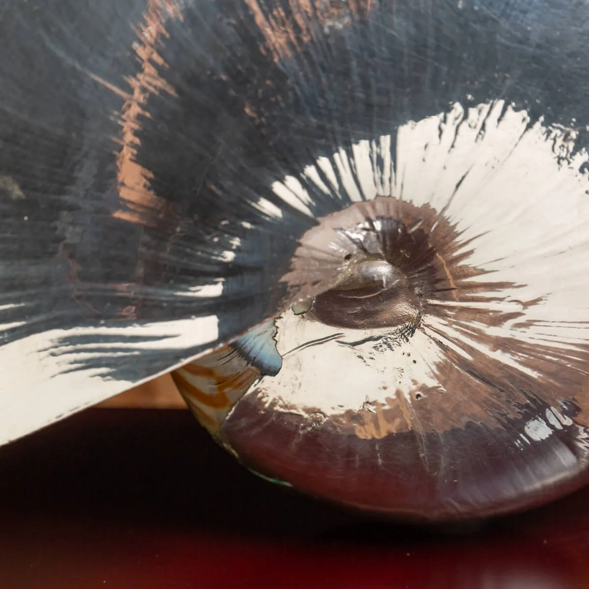 Nautilus Pompilius Argentato