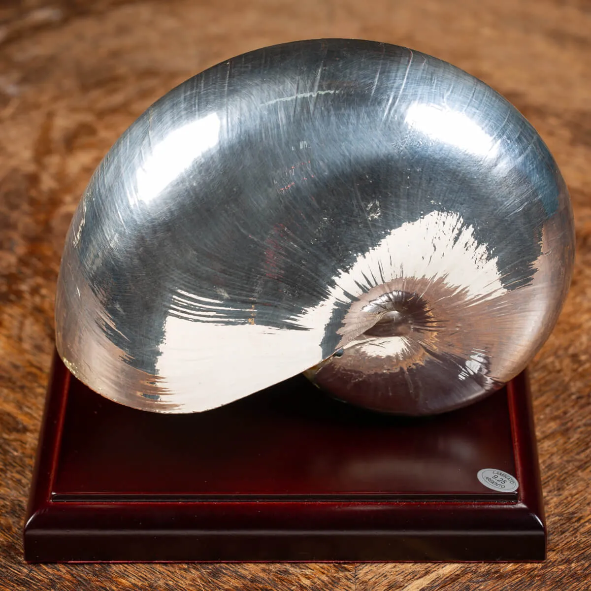 Nautilus Pompilius Argentato