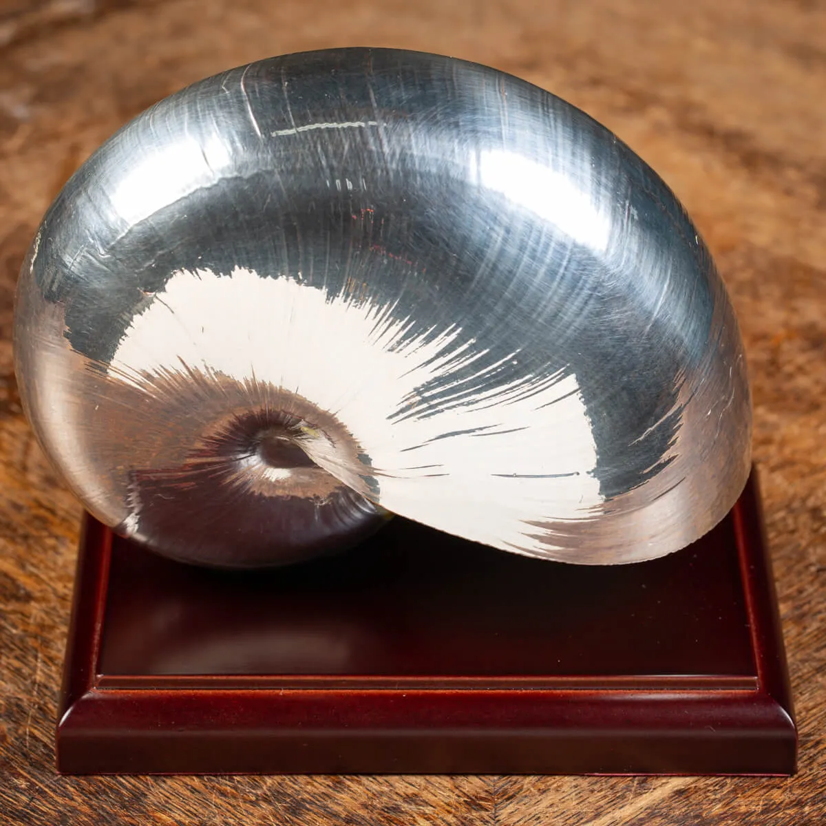 Nautilus Pompilius Argentato