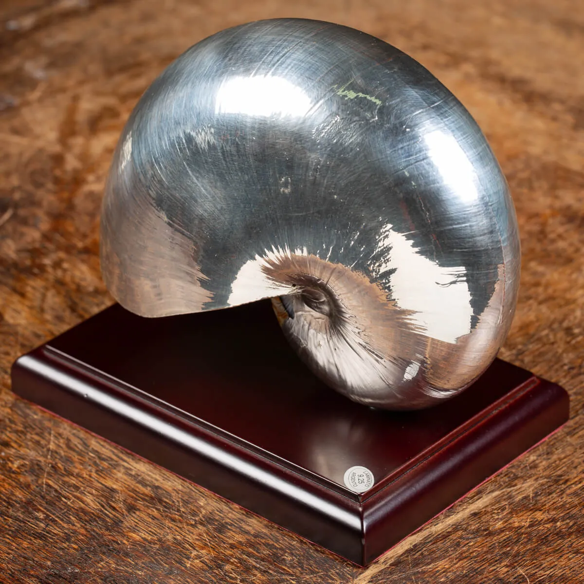 Nautilus Pompilius Argentato