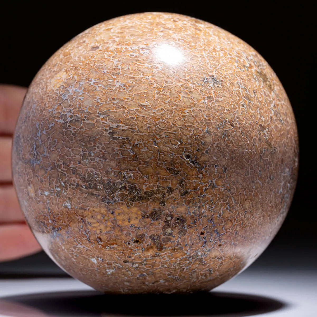 Sfera in Osso di Atlasaurus
