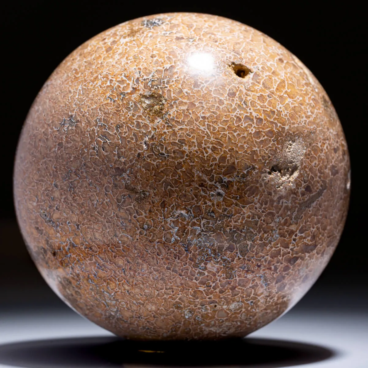 Sfera in Osso di Atlasaurus