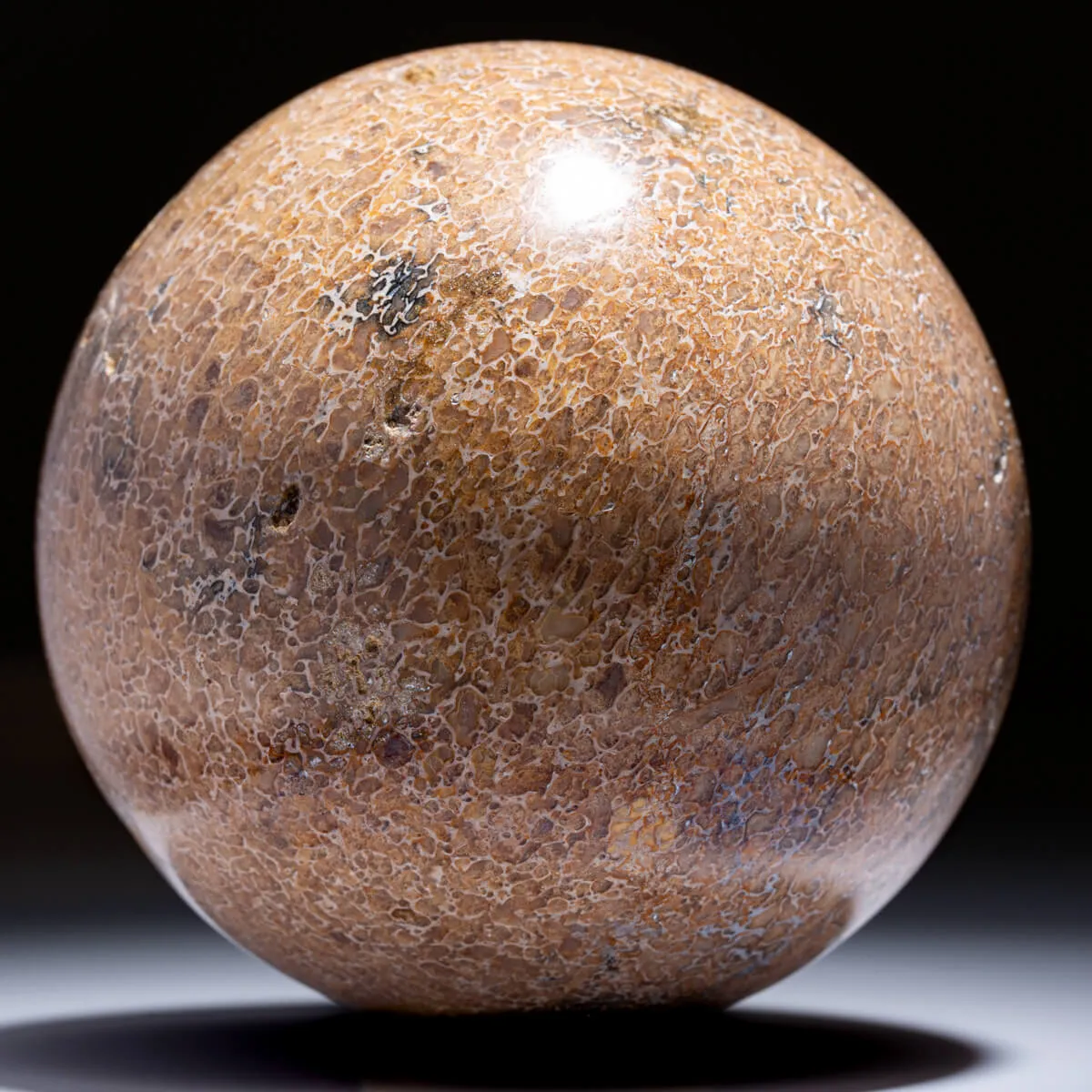 Sfera in Osso di Atlasaurus