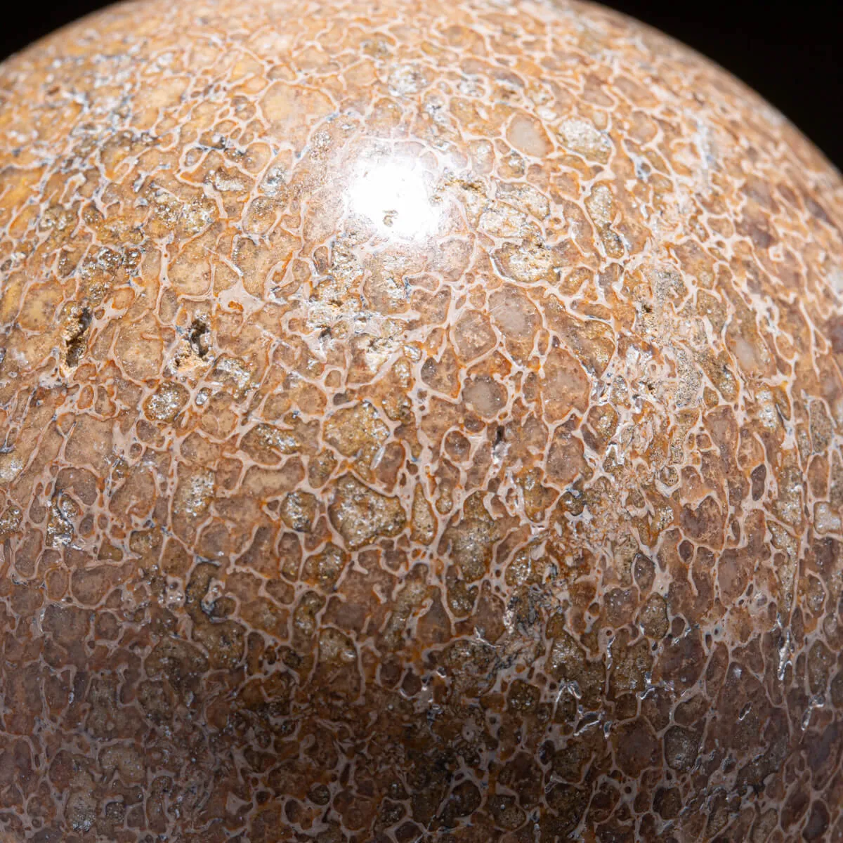 Sfera in Osso di Atlasaurus