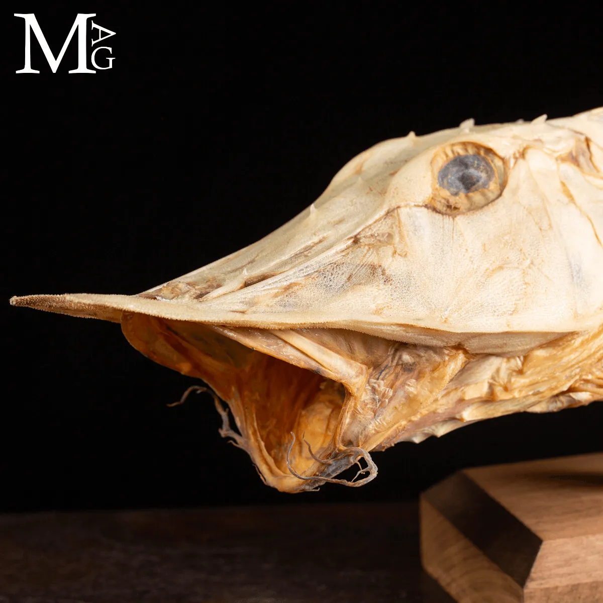 Mostro Marino Corazzato dei Mari d’Oriente: Satyrichthys Welchi