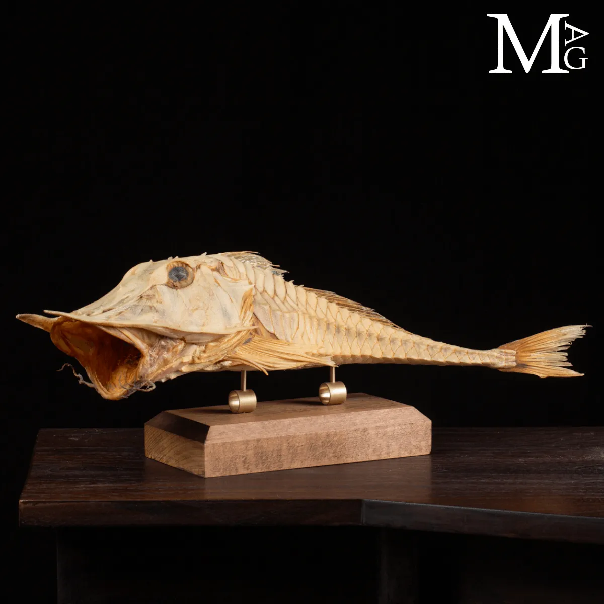 Mostro Marino Corazzato dei Mari d’Oriente: Satyrichthys Welchi