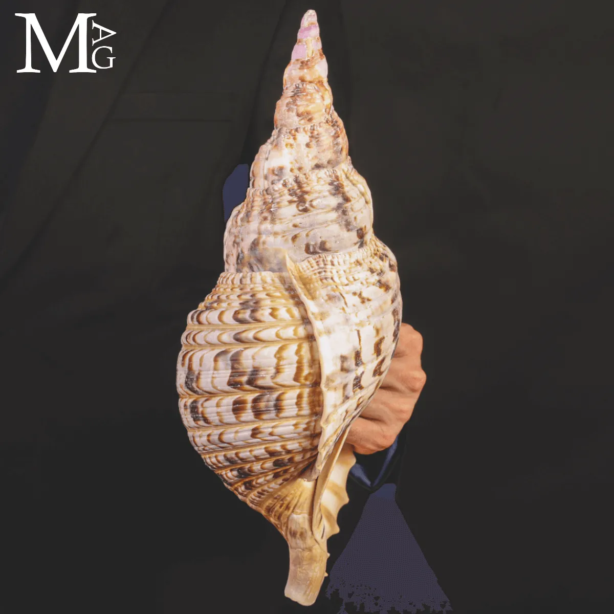 Charonia Tritonis – Madagascar – 373 mm