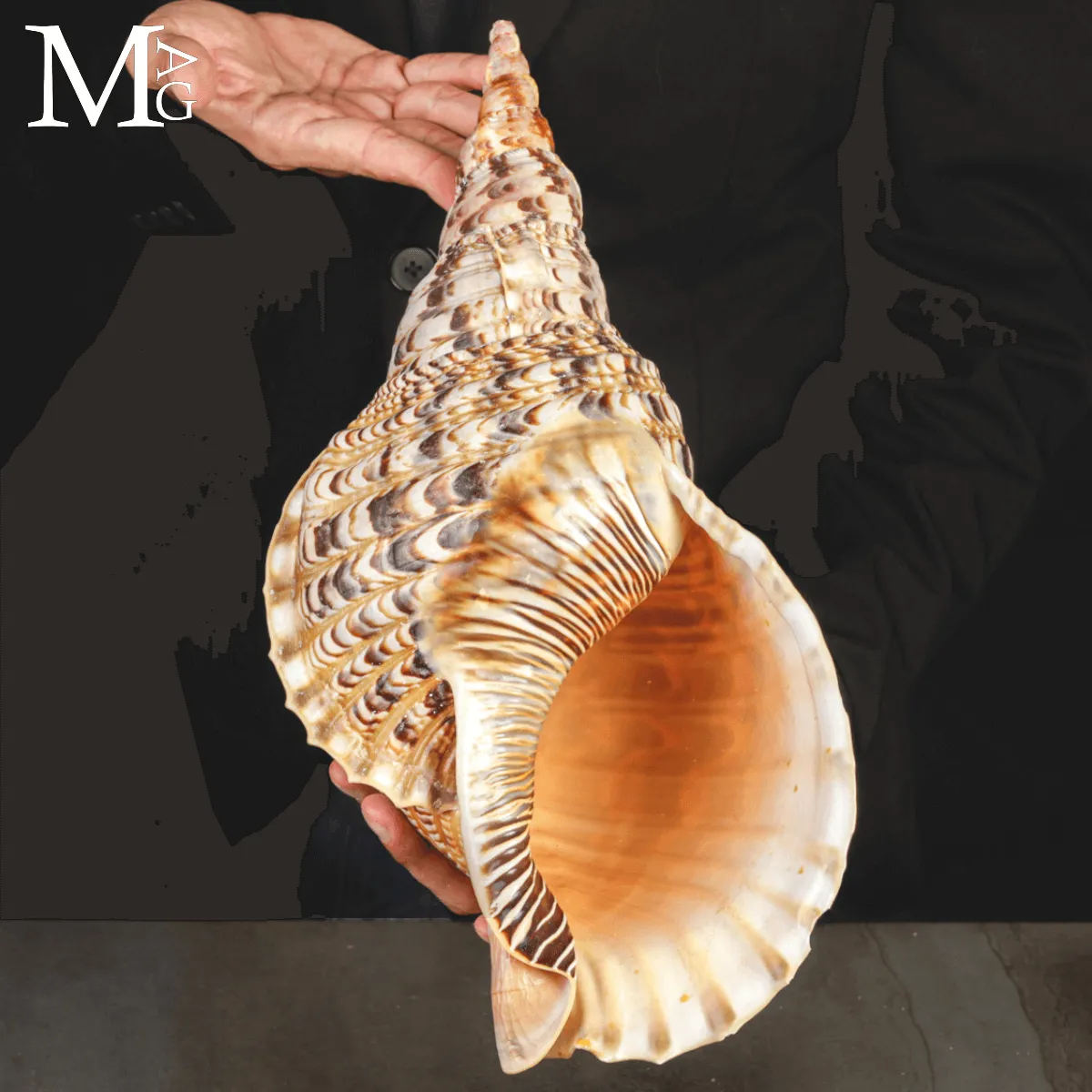 Charonia Tritonis di dimensioni eccezionali – Madagascar