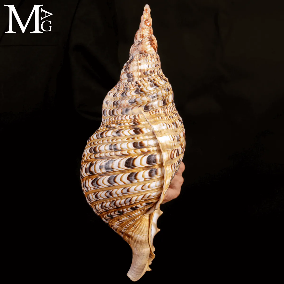 Grande Charonia Tritonis del Madagascar.