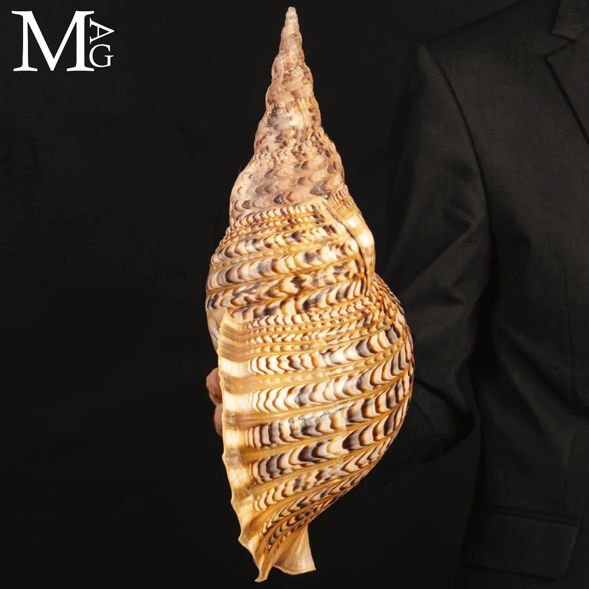 Charonia Tritonis – Conchiglia Iconica da collezione.