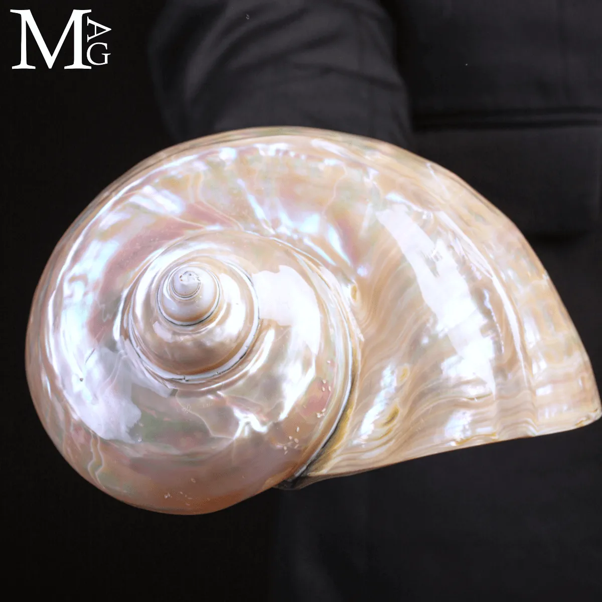 Turbo Marmoratus – Conchiglia naturale - Madreperla
