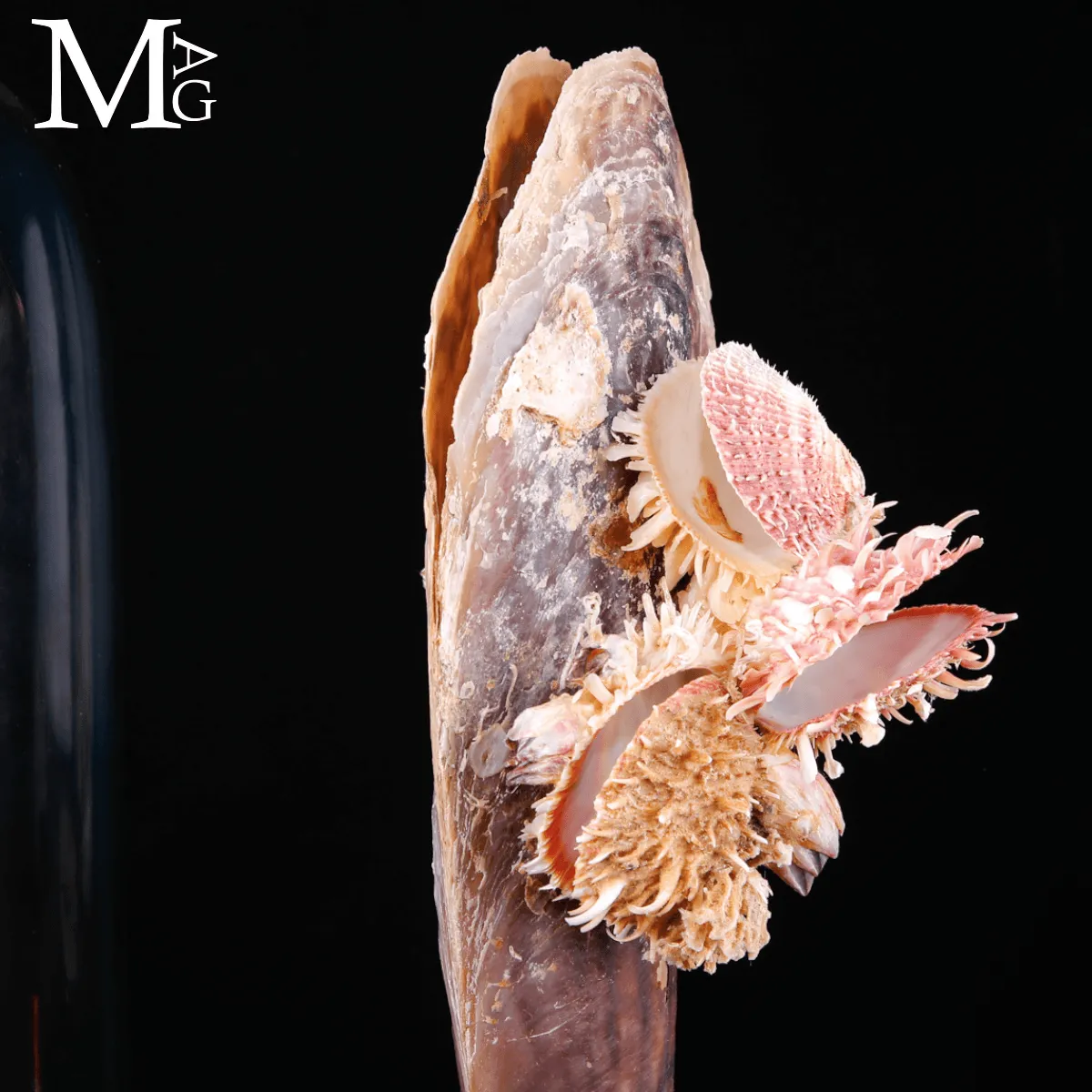 Grande Pinna Bicolor con Spondylus sotto Campana di Vetro