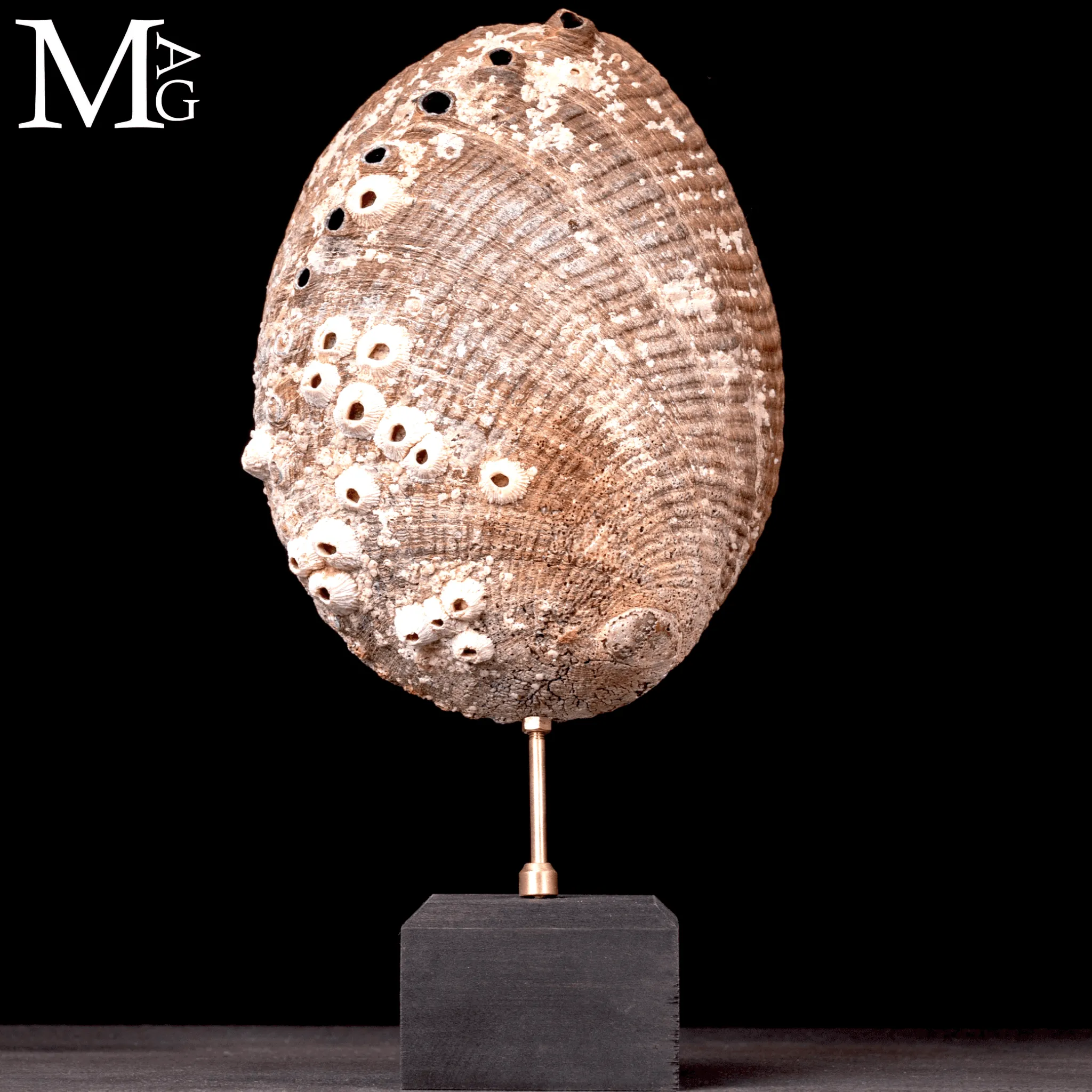 Haliotis Fulgens – Abalone Verde di Santa Cruz - California