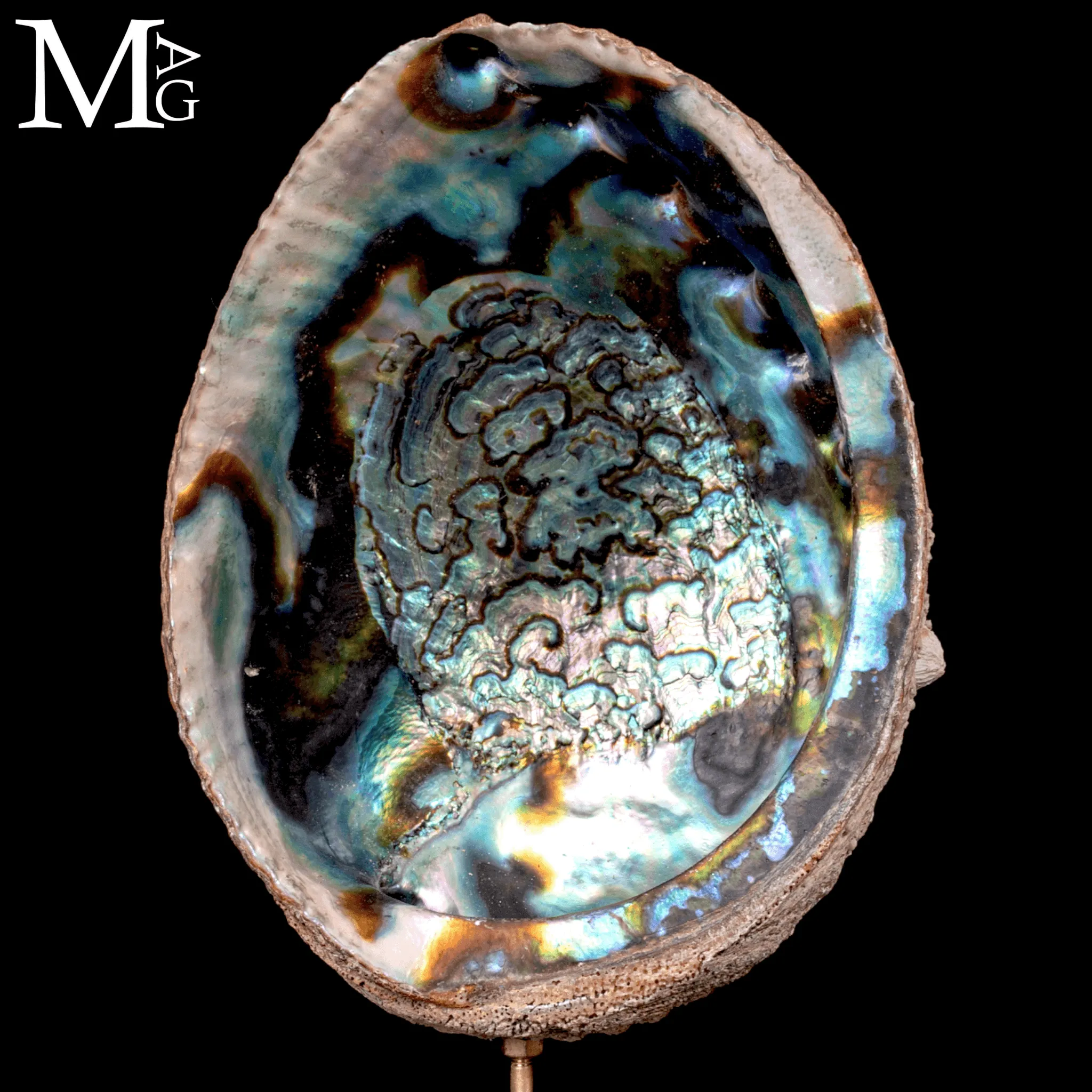 Haliotis Fulgens – Abalone Verde di Santa Cruz - California