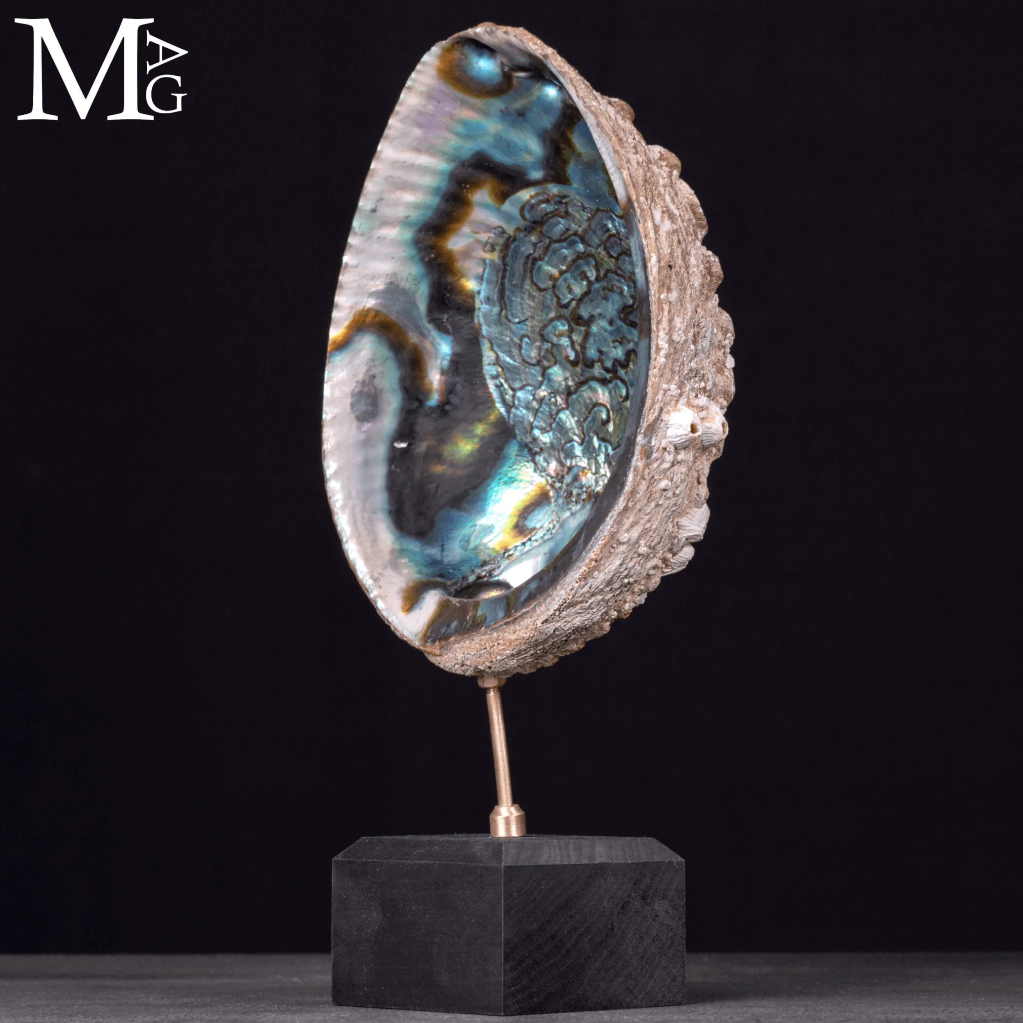 Haliotis Fulgens – Abalone Verde di Santa Cruz - California