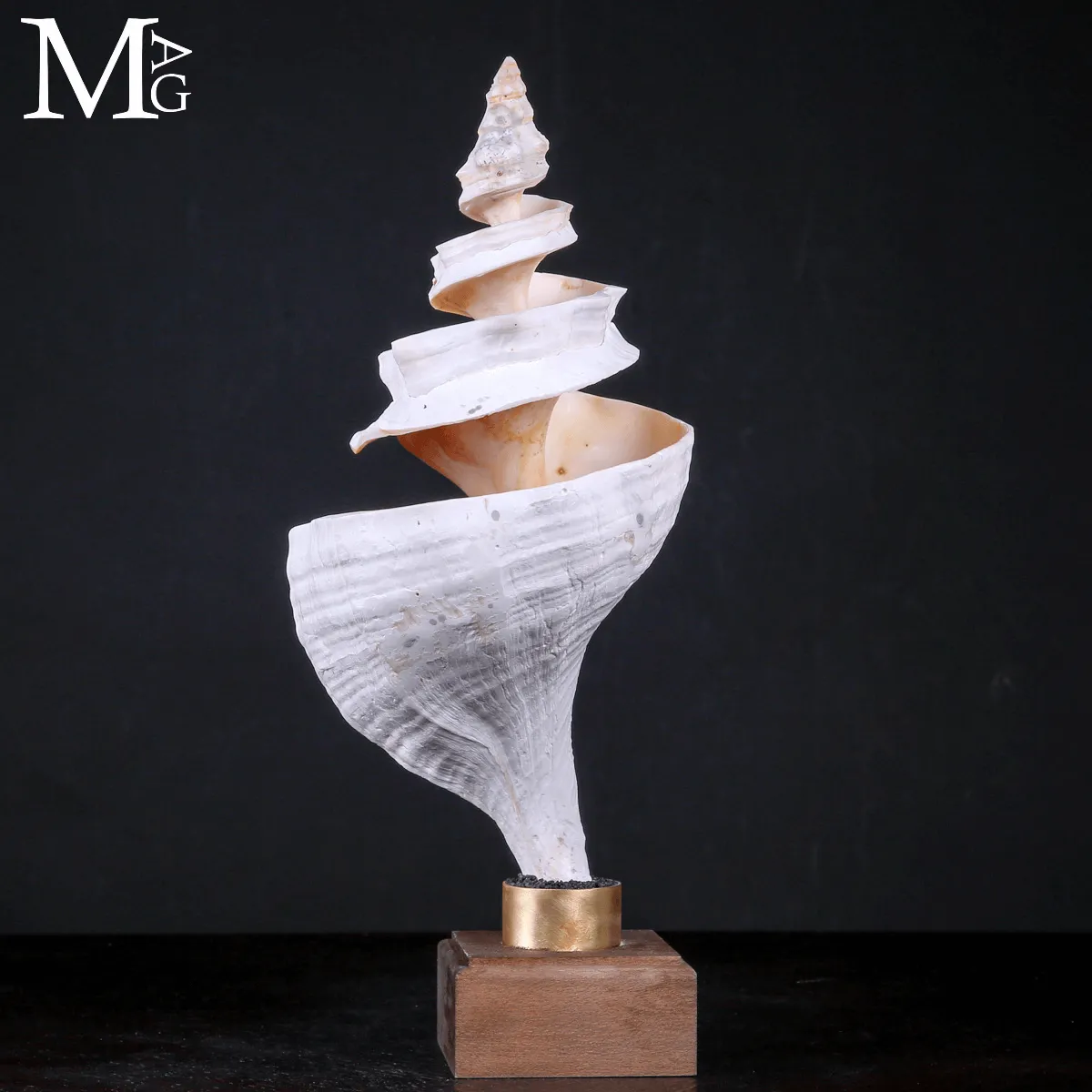 Triplofusus Giganteus – Scultura della Spirale Mrina