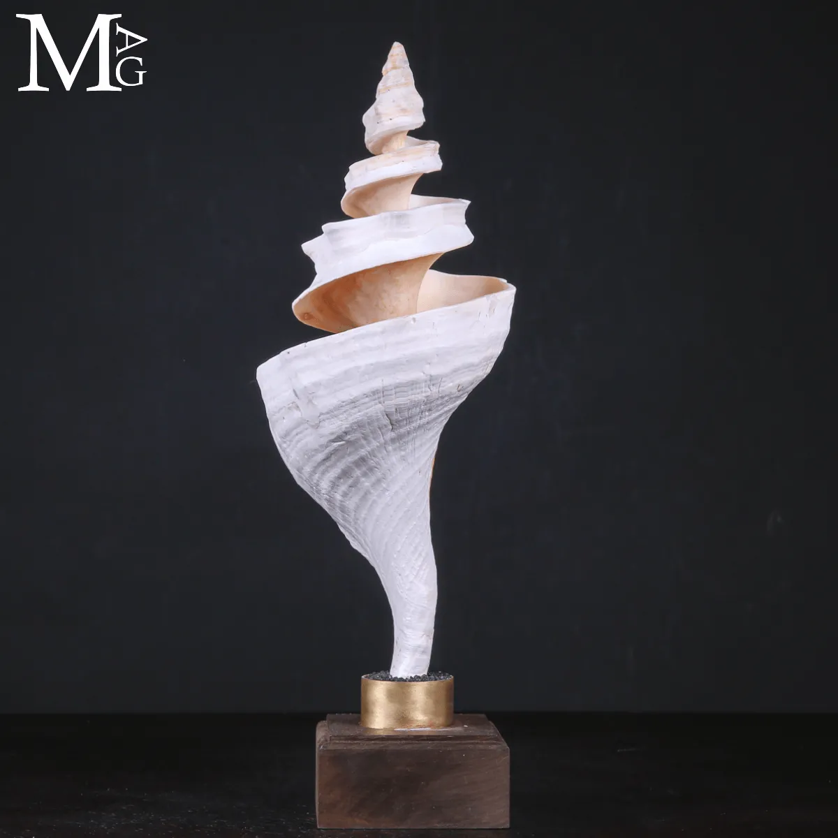 Triplofusus Giganteus – Scultura della Spirale Mrina