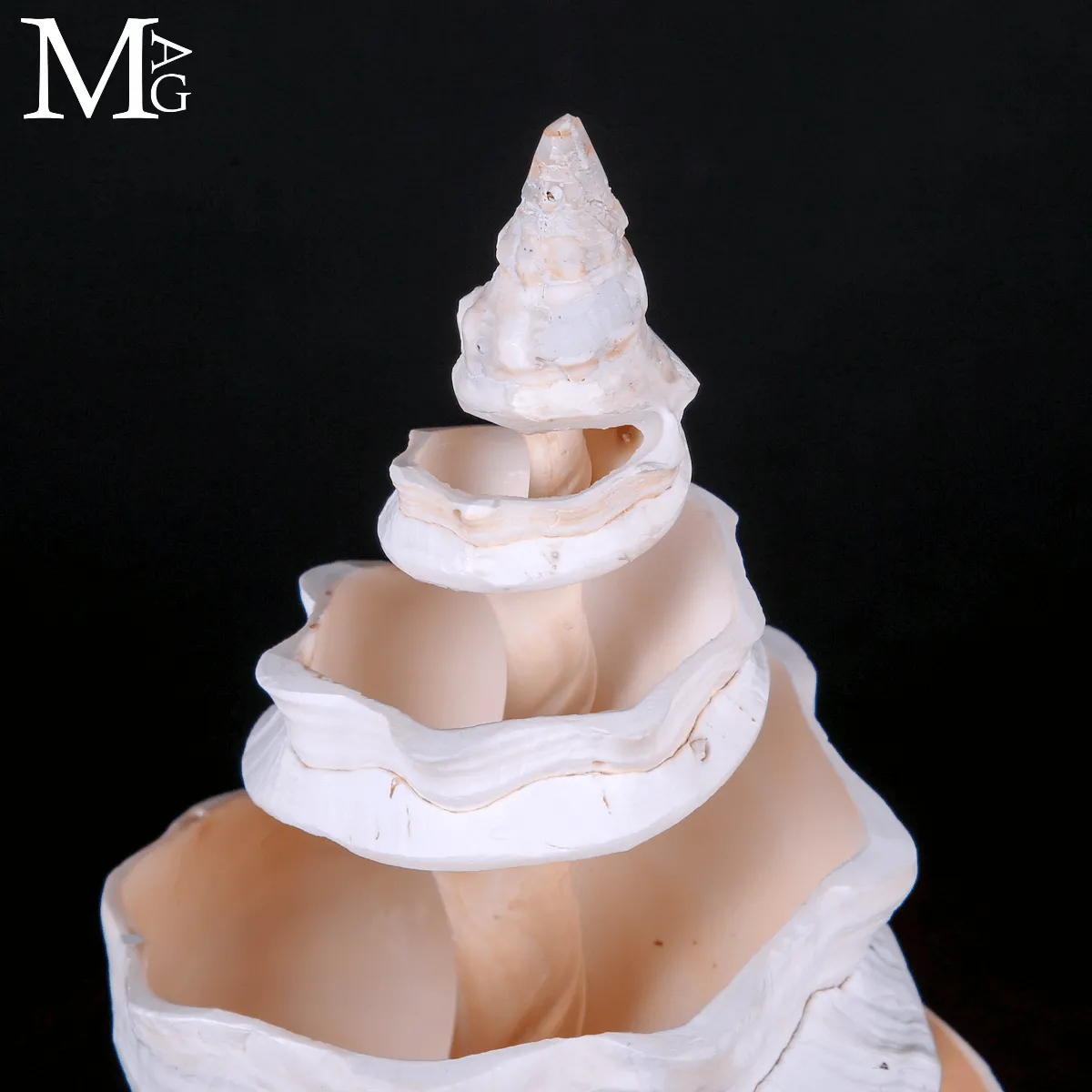 Triplofusus Giganteus – Scultura della Spirale Mrina