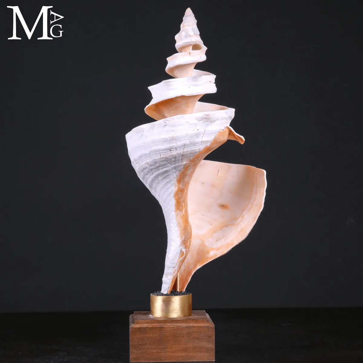 Triplofusus Giganteus – Scultura della Spirale Mrina