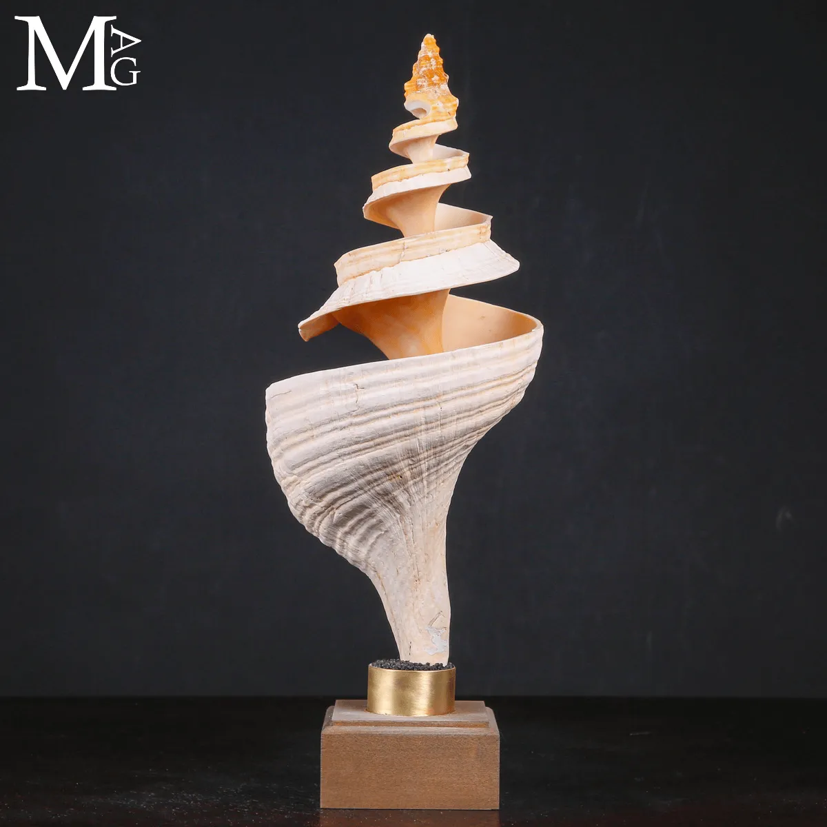 Triplofusus Giganteus Inciso – Anatomia di una Spirale.