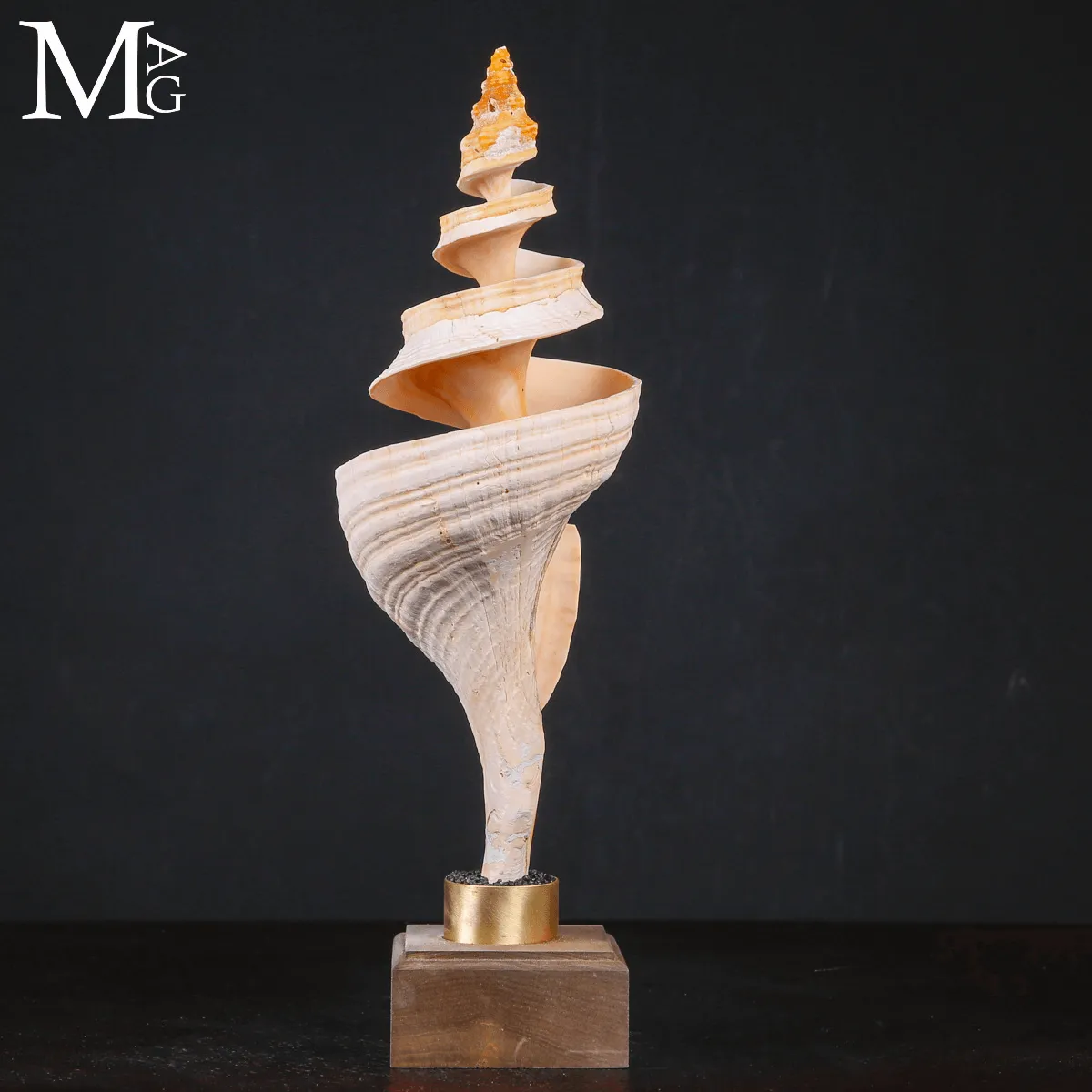 Triplofusus Giganteus Inciso – Anatomia di una Spirale.