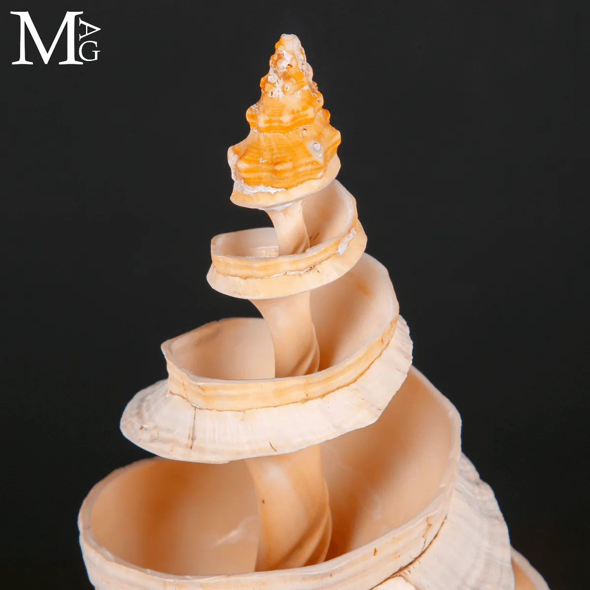 Triplofusus Giganteus Inciso – Anatomia di una Spirale.