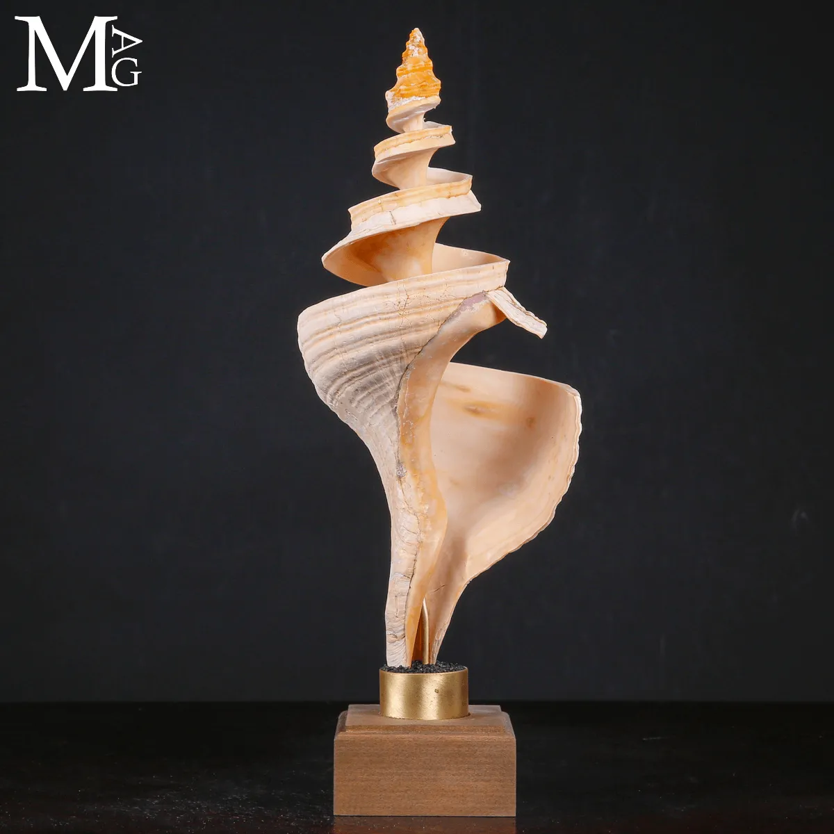 Triplofusus Giganteus Inciso – Anatomia di una Spirale.