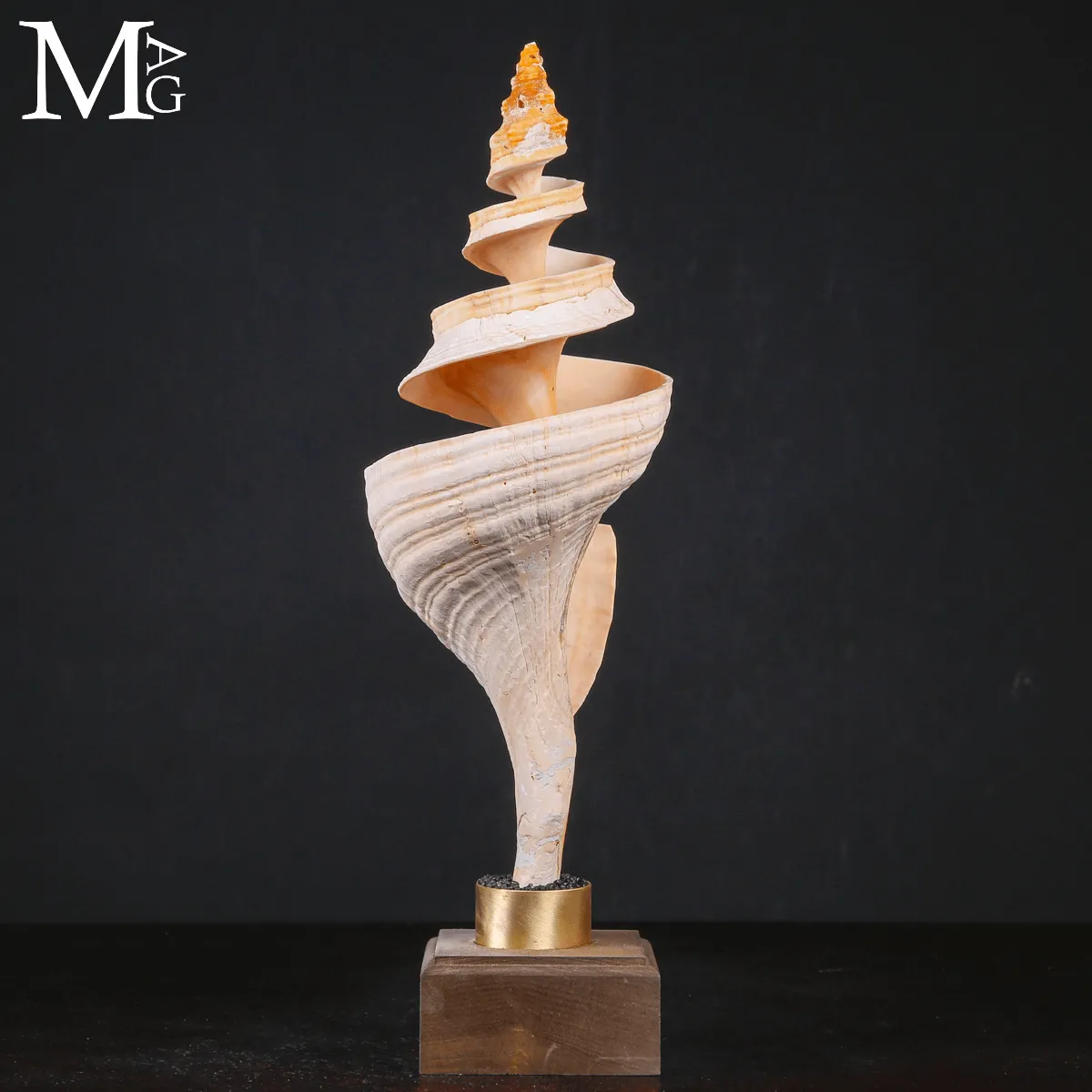 Triplofusus Giganteus Inciso – Anatomia di una Spirale.