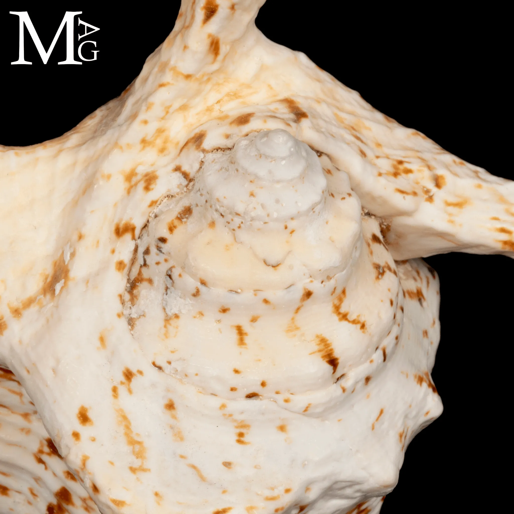 Lambis Chiragra – Architettura marina tra eleganza e movimento