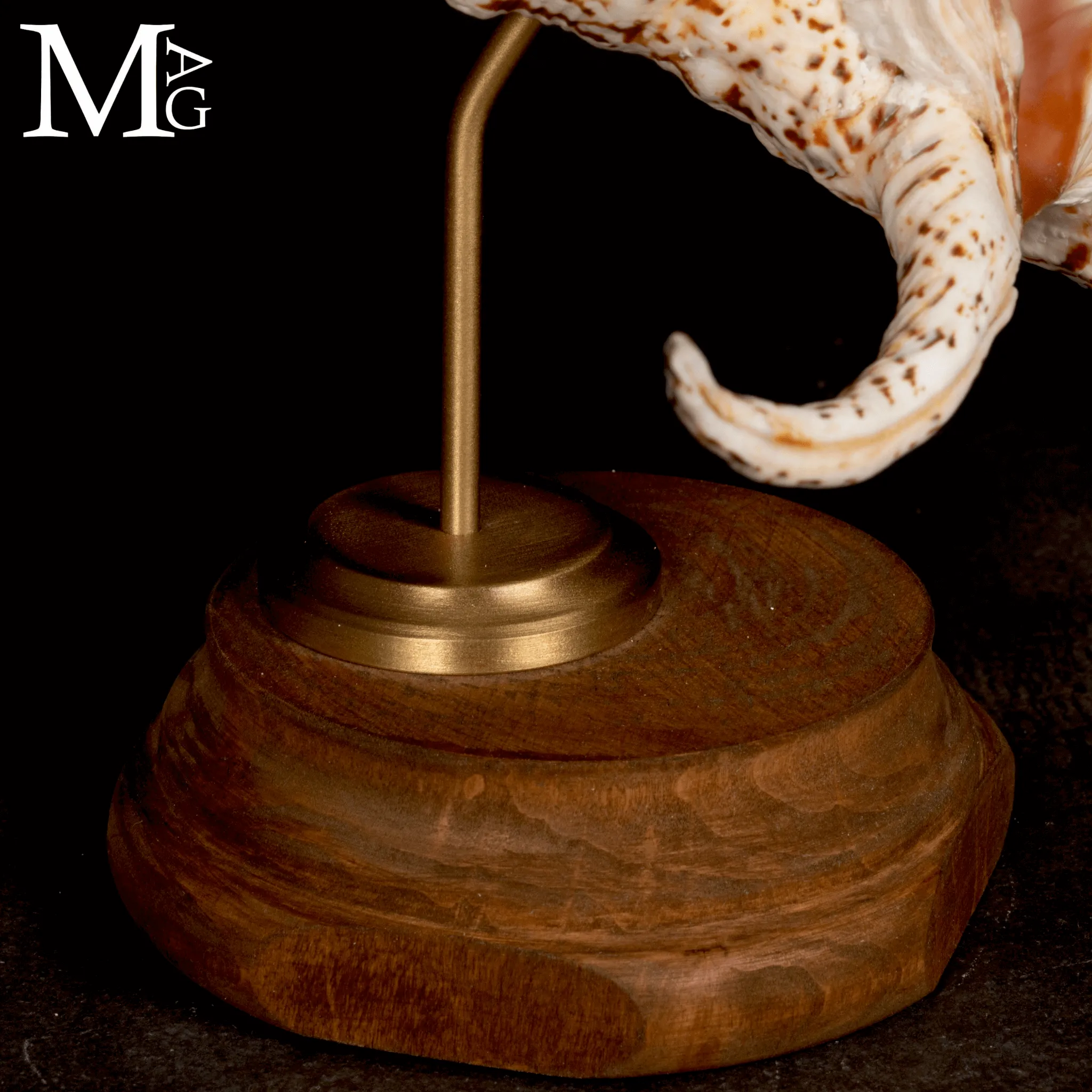 Lambis Chiragra – Architettura marina tra eleganza e movimento