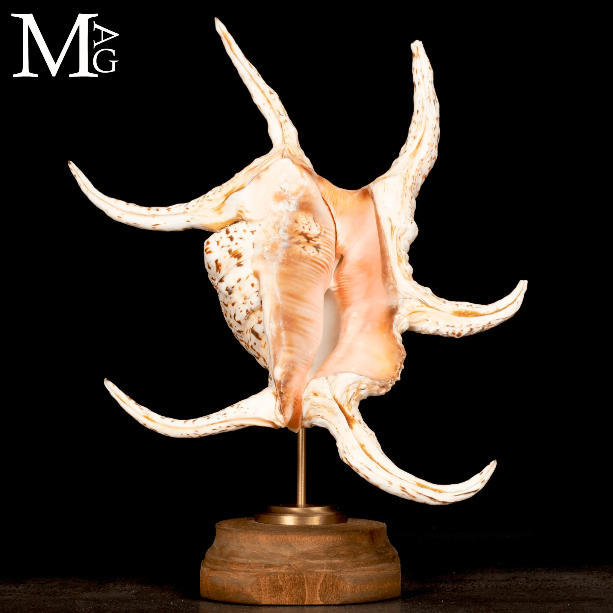 Lambis Chiragra – Architettura marina tra eleganza e movimento