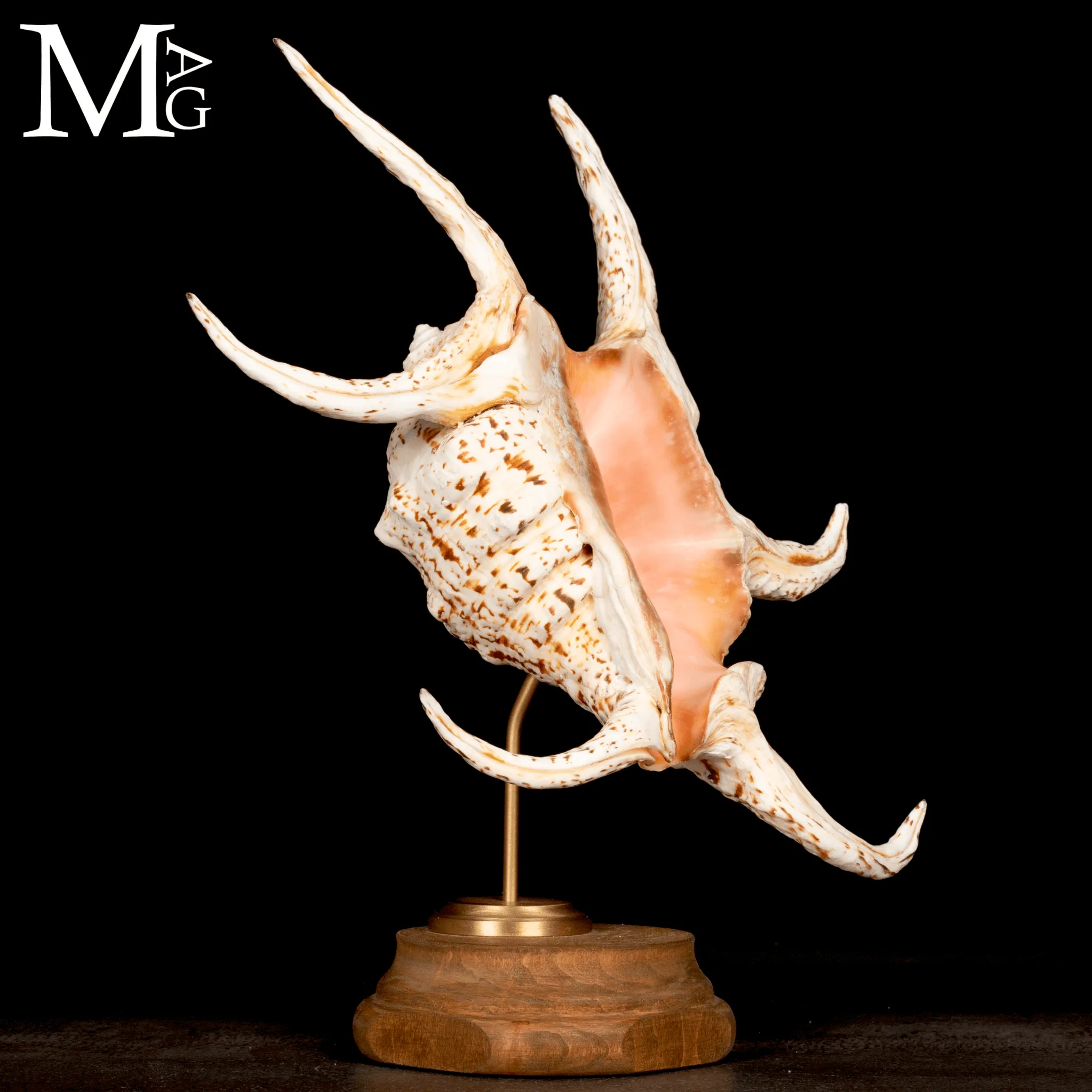 Lambis Chiragra – Architettura marina tra eleganza e movimento