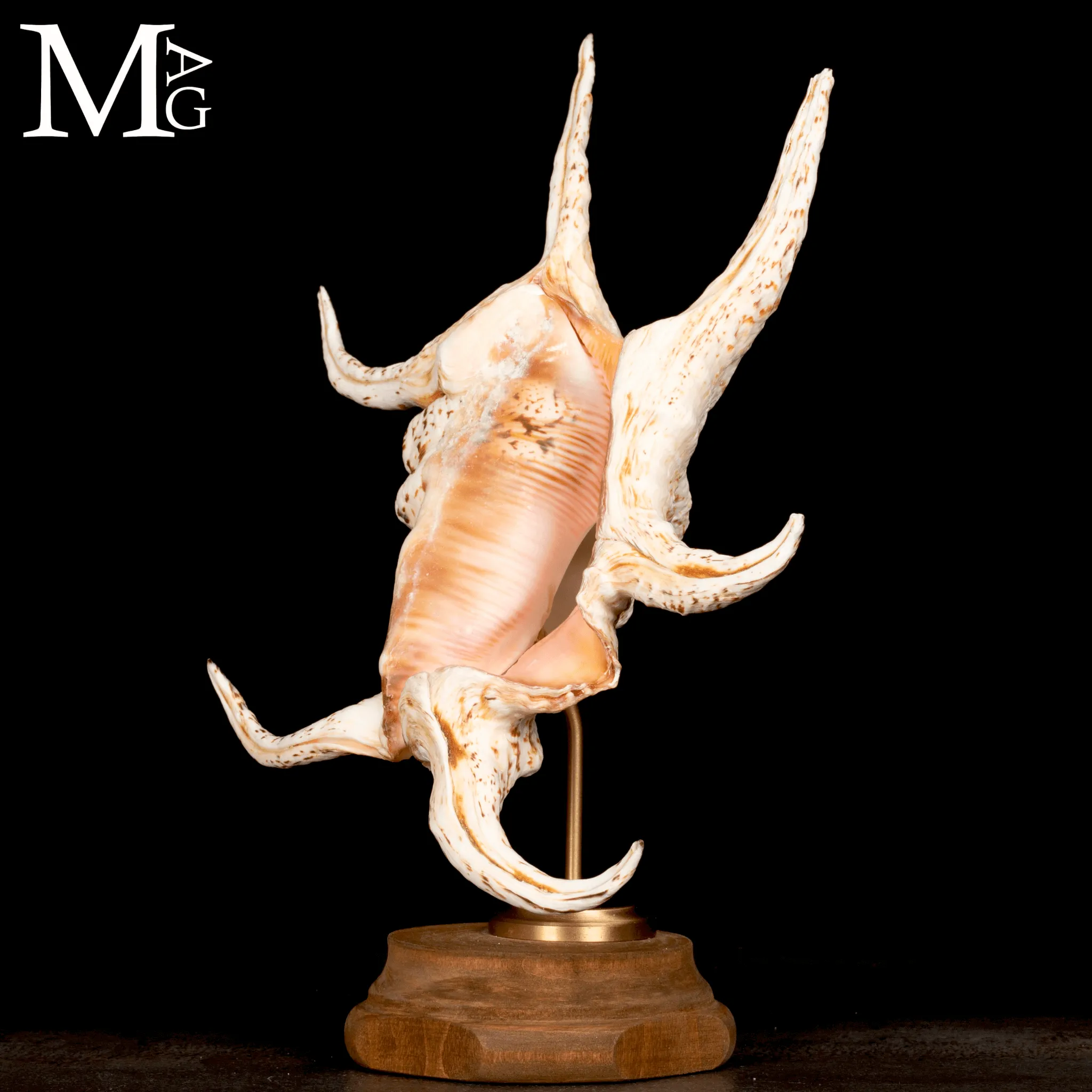 Lambis Chiragra – Architettura marina tra eleganza e movimento