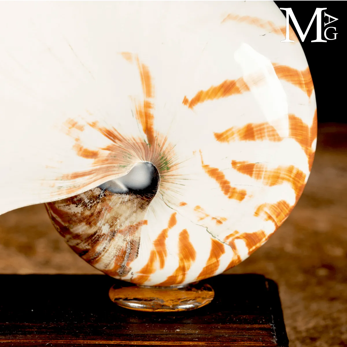 Nautilus Pompilius su Base in Legno – La Conchiglia dei Navigatori