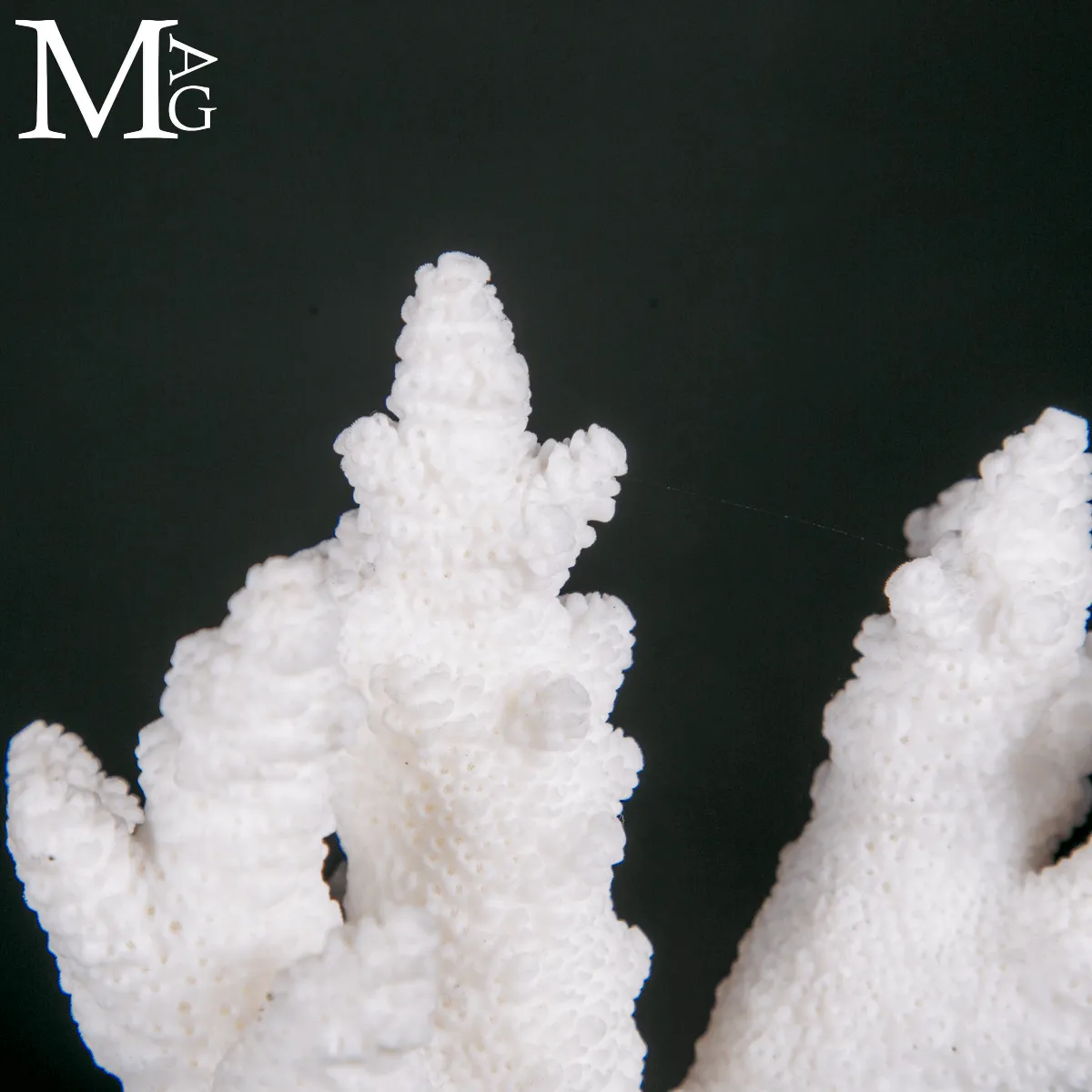 Ramo di Corallo Acropora su Base in Legno e Ottone.