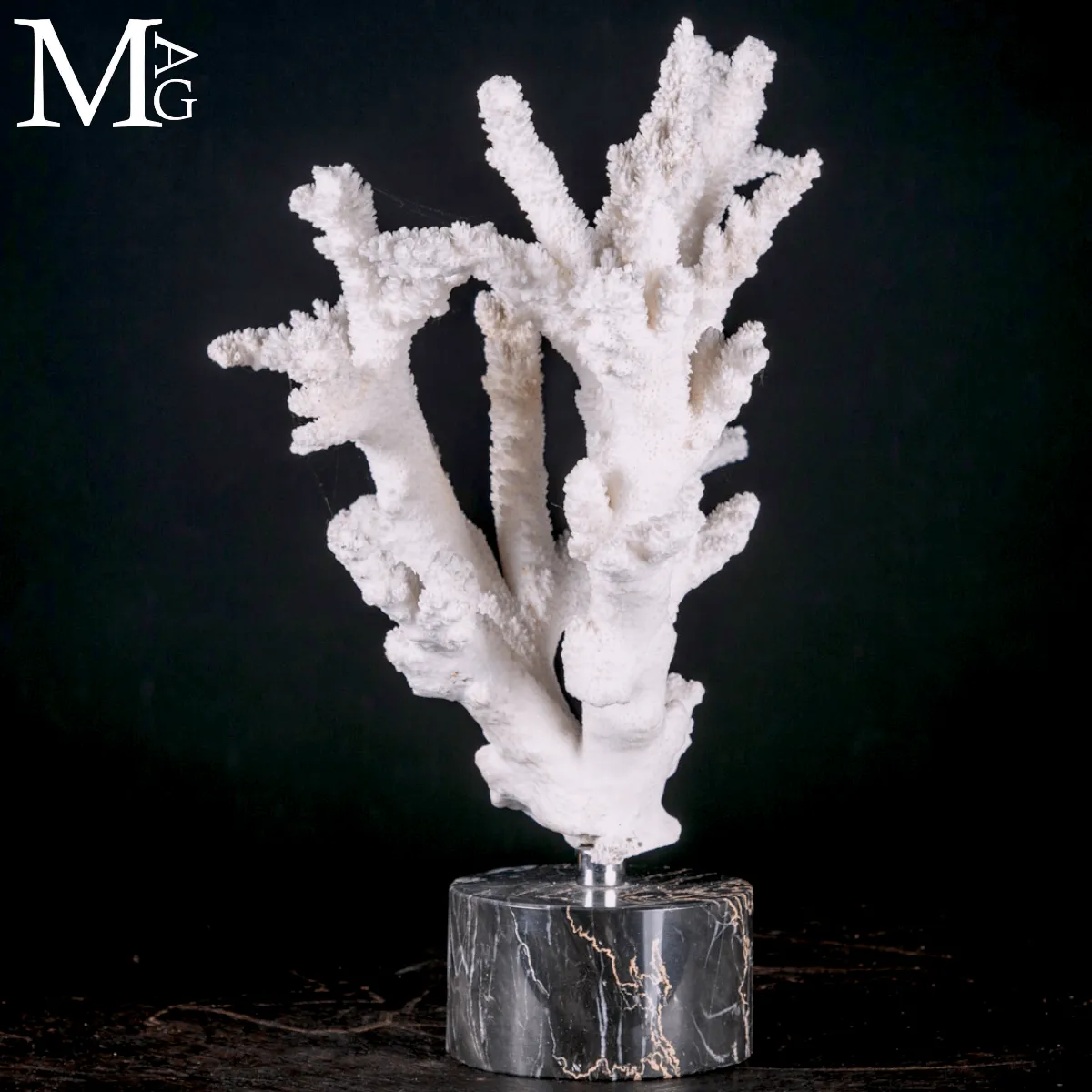 Ramo di Corallo Acropora su Marmo.