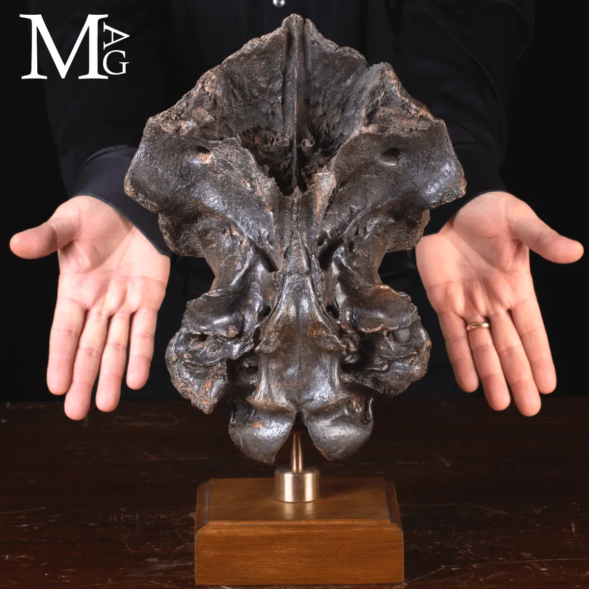 Scatola Cranica e Frontale di Megaloceros Giganteus.
